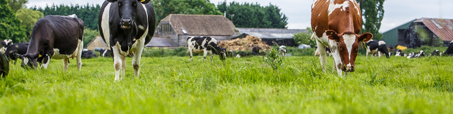 sa-pidnell-farm-159.jpg
