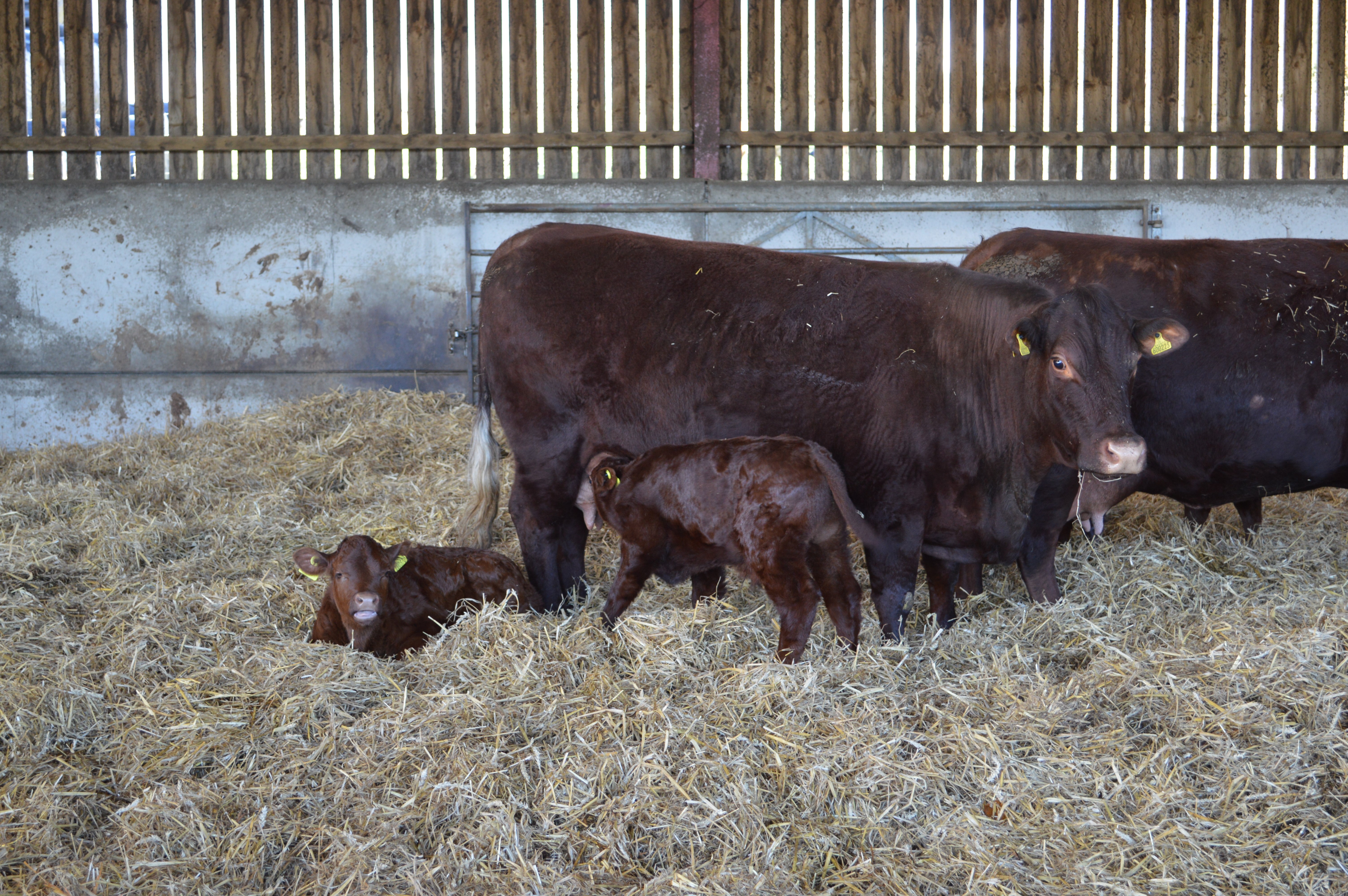 Bedding Down for Winter