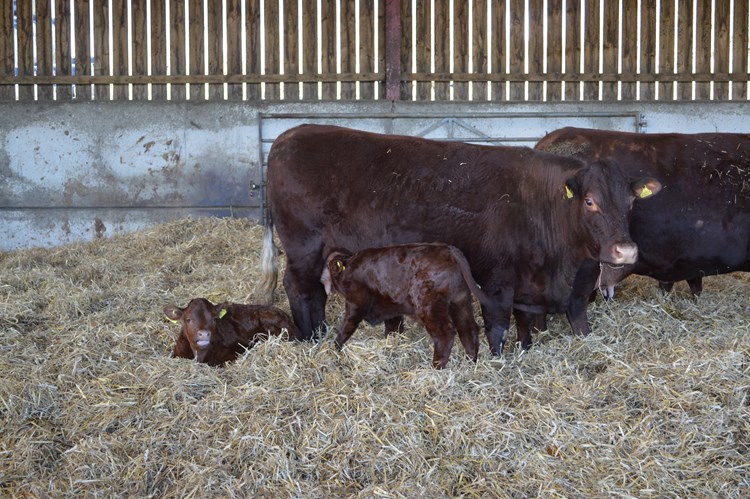 cattle in straw in a shed