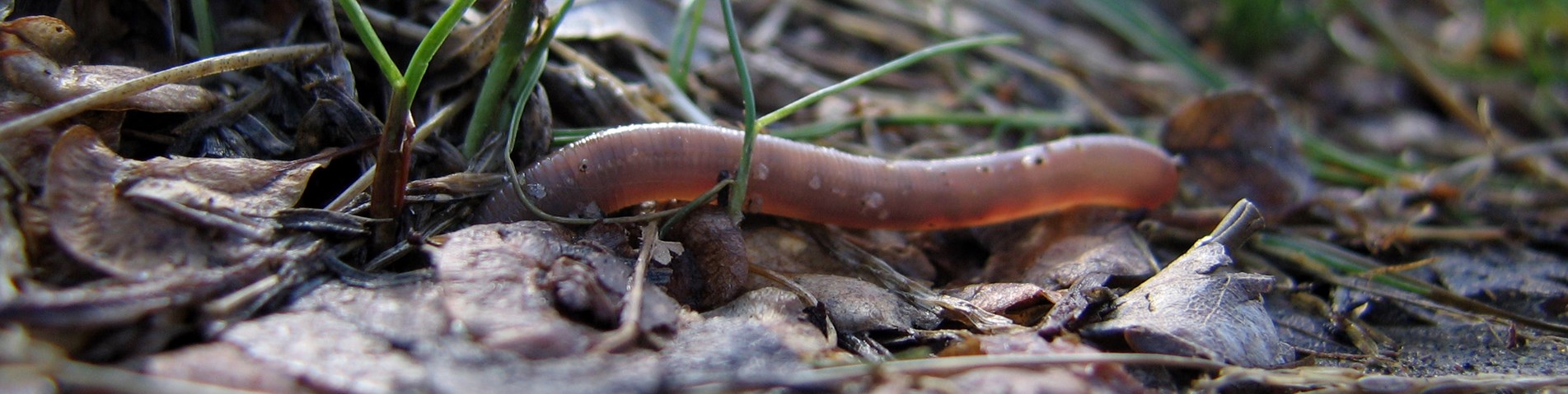 Earthworm_dives.jpg