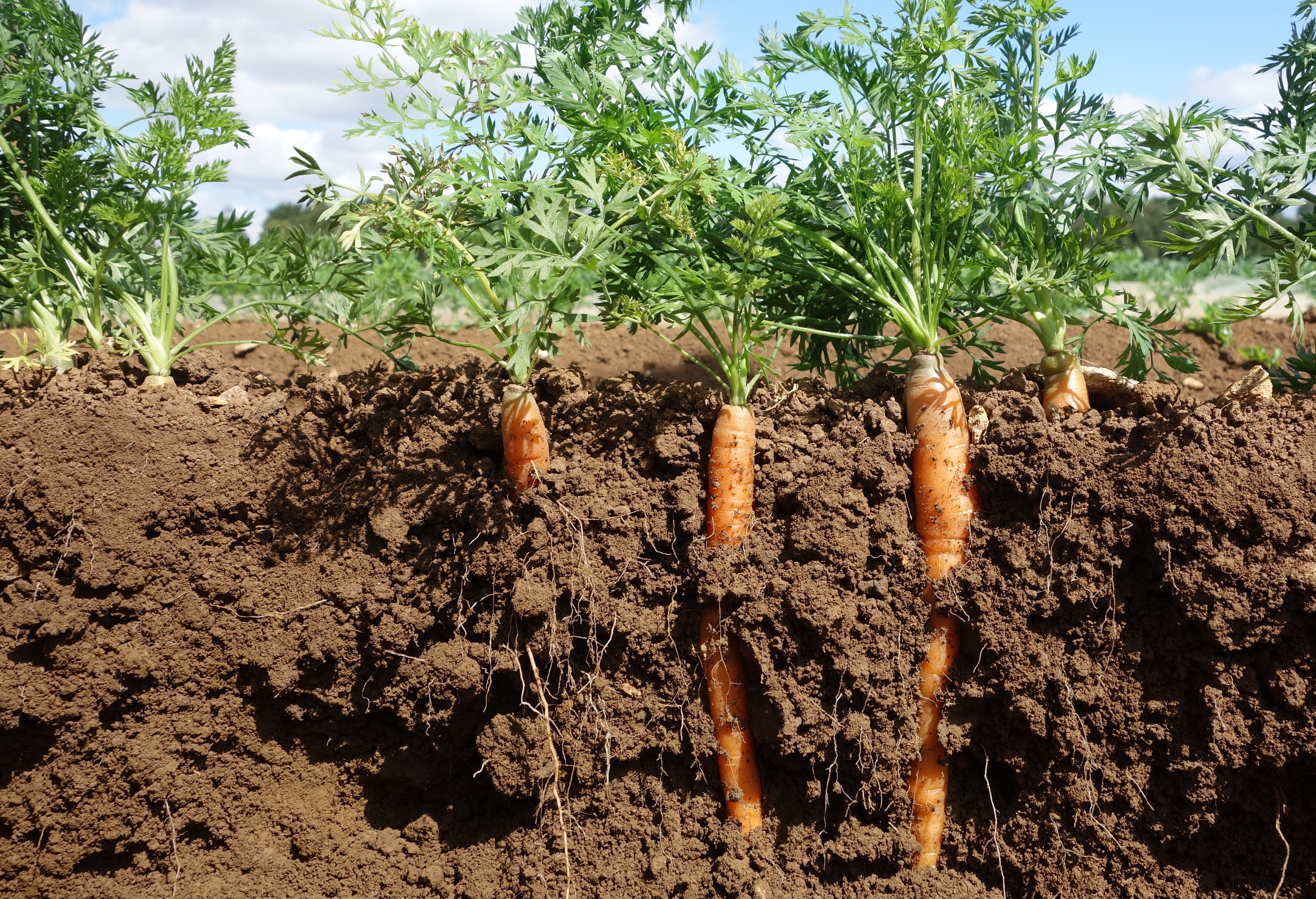 Carrots growing in soil.JPG (1)