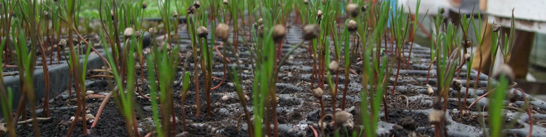 Seedlings2_sm.jpg.JPG