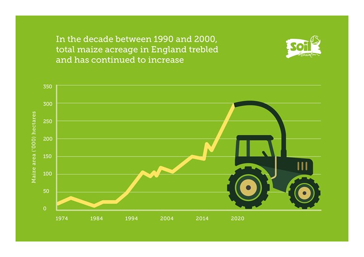 quote about maize acreage
