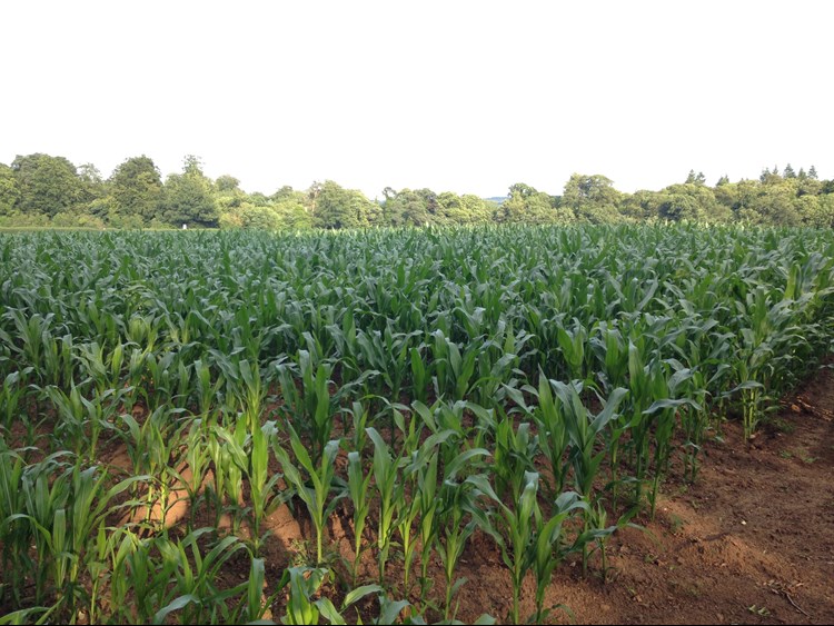 A field of maize
