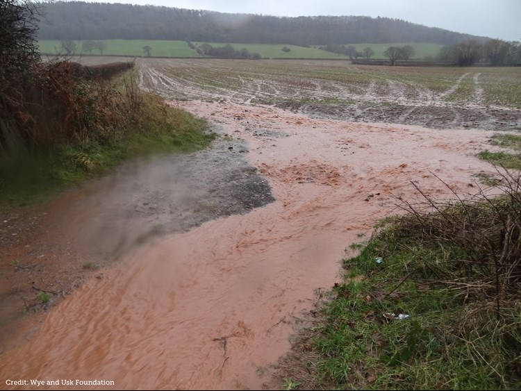 maize field flooded