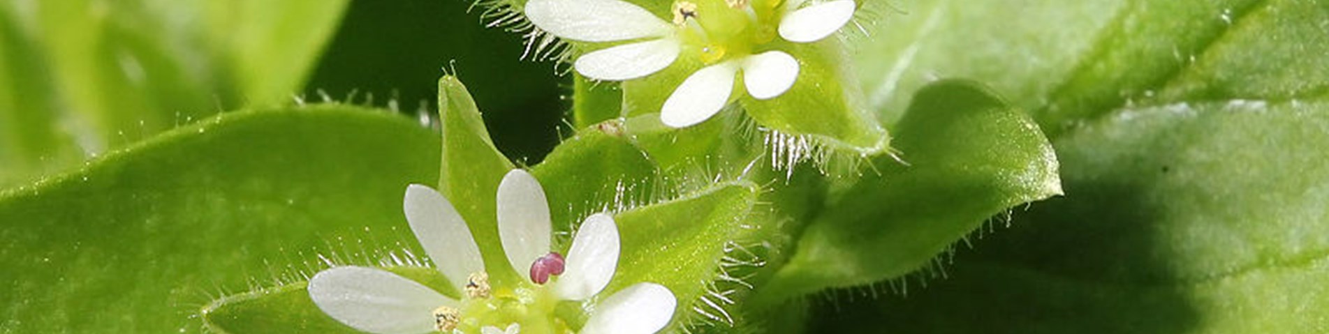 800px-Kaldari_Stellaria_media_01.jpg