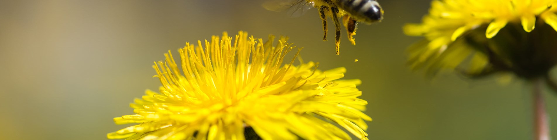 bee and dandelion.jpg