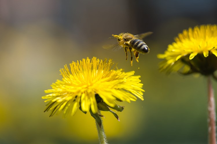 bee and dandelion