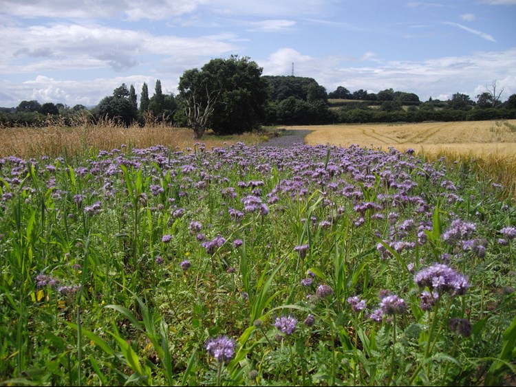 a field of lucerne
