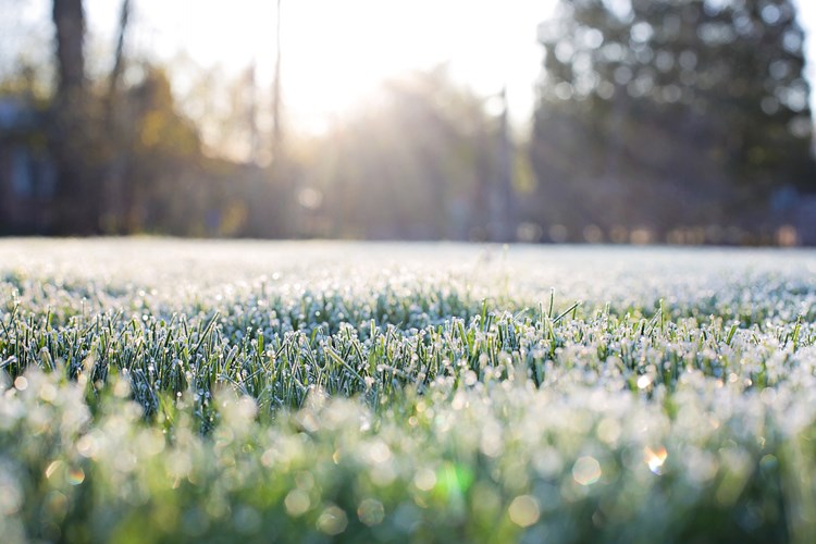 dew on grass