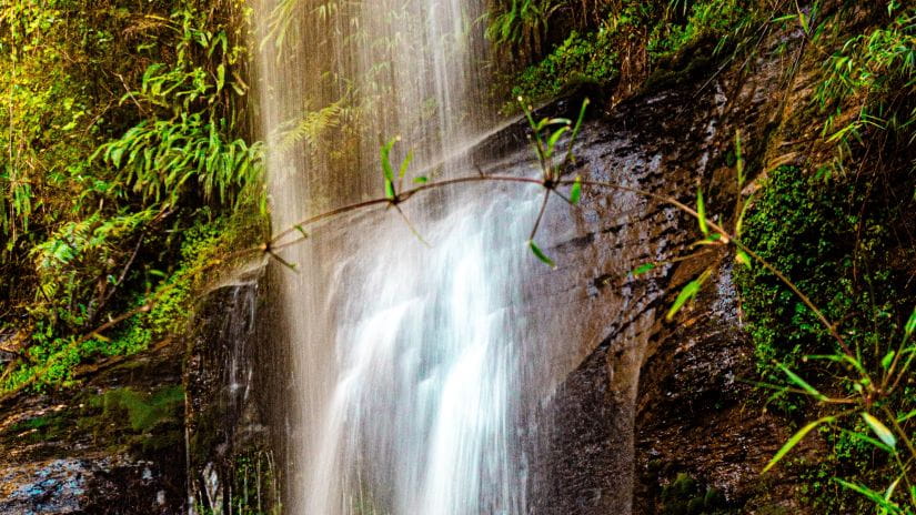 A waterfall surrounded by lush forest