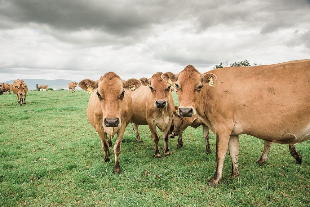 A herd of brown cows under greying rainclouds. 