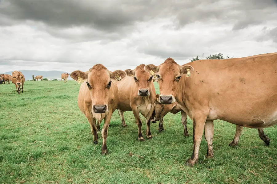 A herd of brown cows under greying rainclouds. 