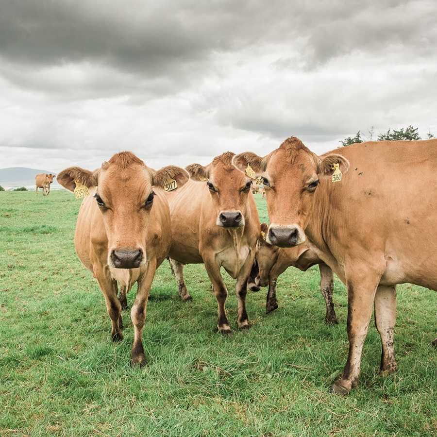 A herd of brown cows under greying rainclouds. 