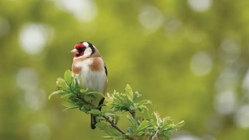 goldfinch_in_a_tree_non_organic.jpg