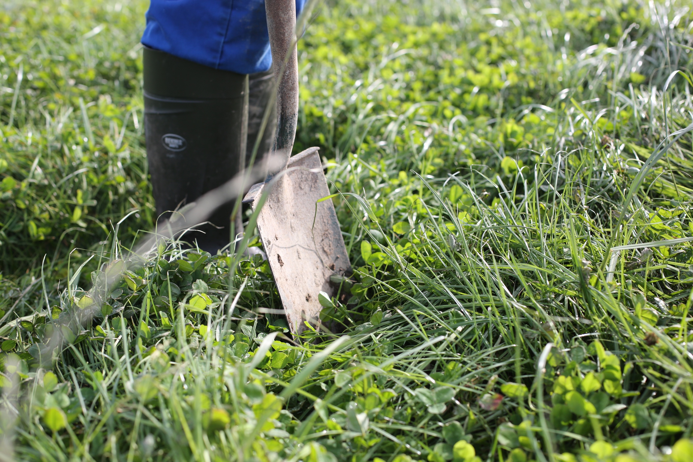 assessing-forage2
