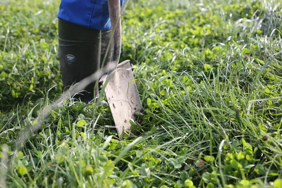 assessing-forage2