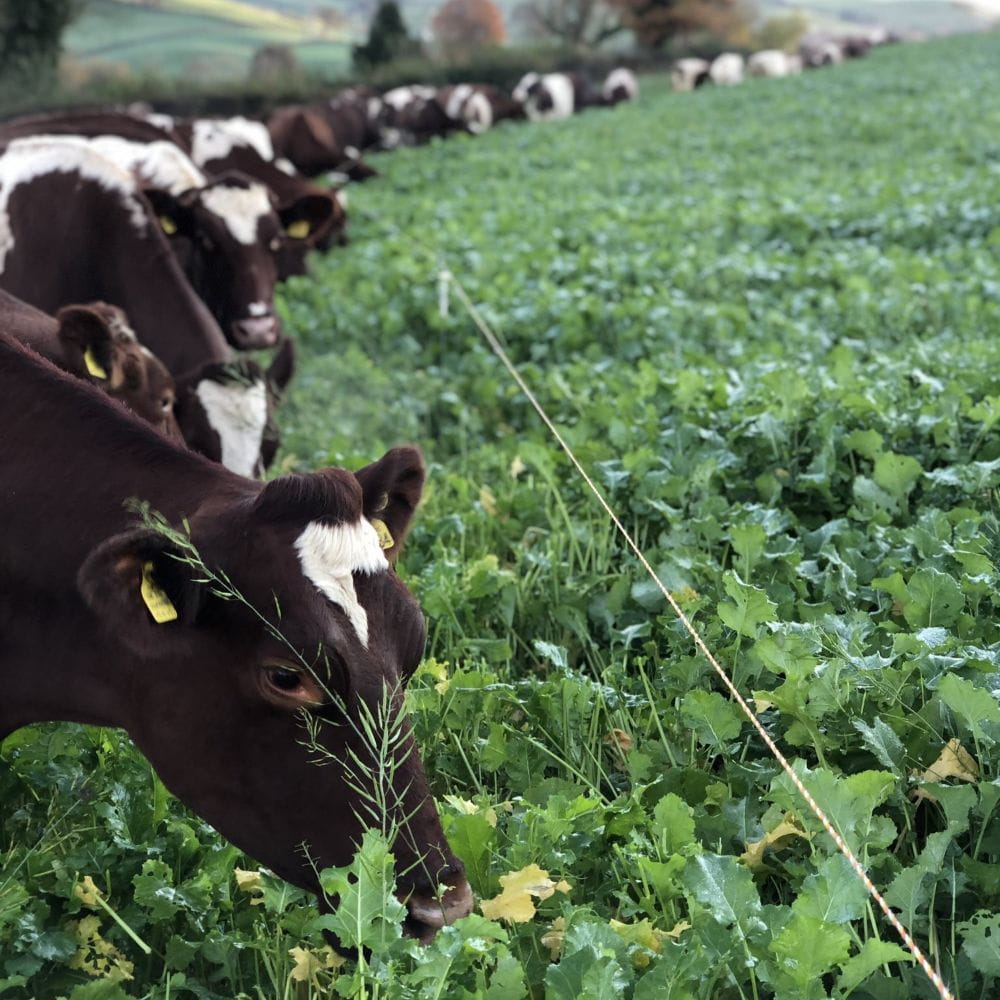 A long row of dark brown cows eating a field of green leafy grass