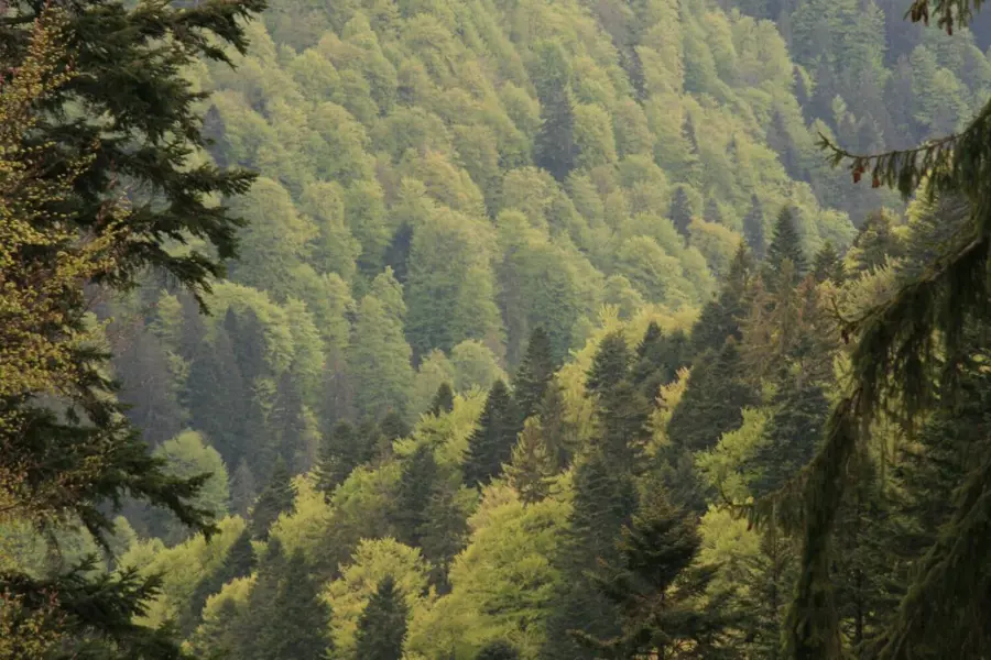 frest_romania_non-organic_2009.jpg