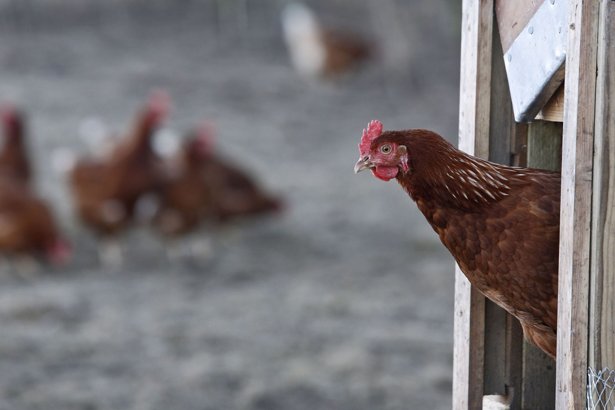 Hen peering out of a hen coop