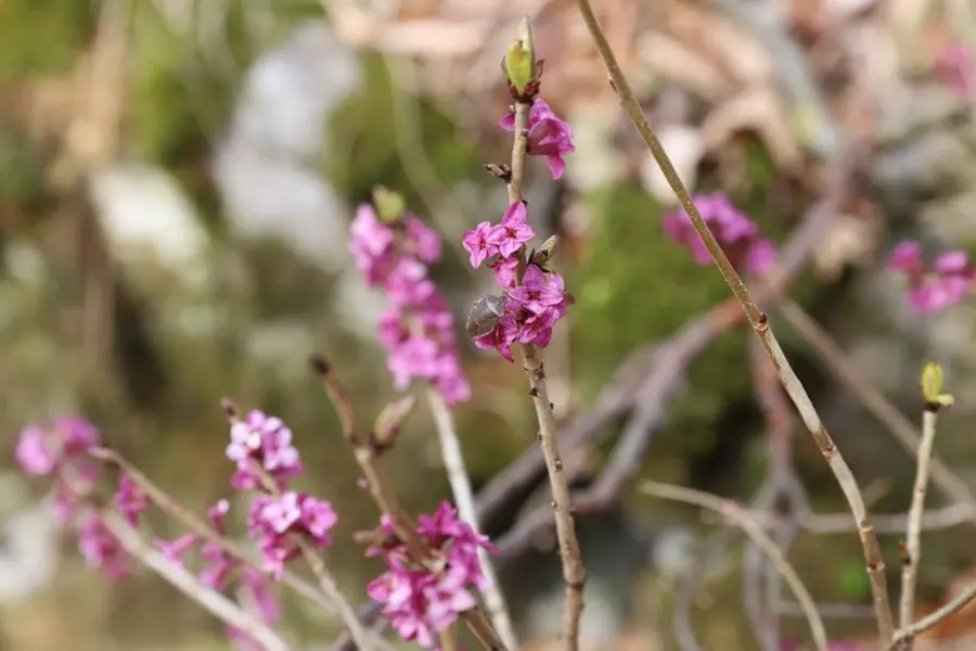 Wild woodland flowers