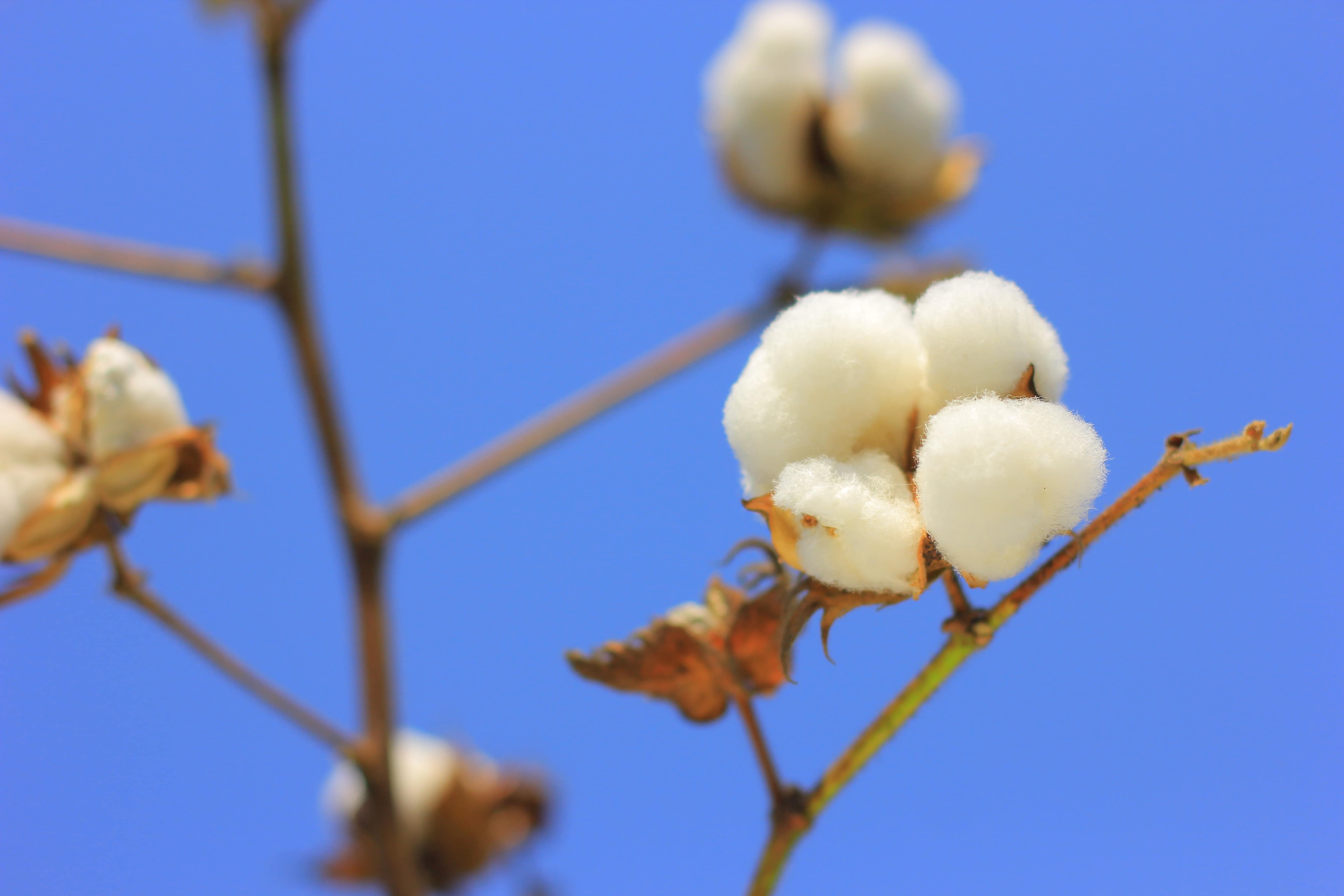 Organic cotton