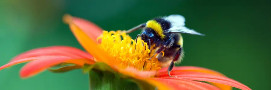 Bee on pollen of red and yellow flower. 