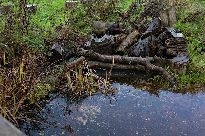 wildpond-thecommunityfarm