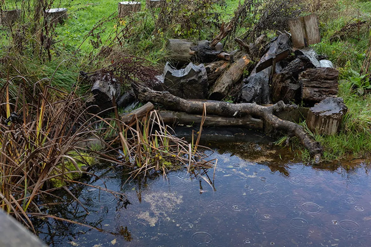 wildpond-thecommunityfarm