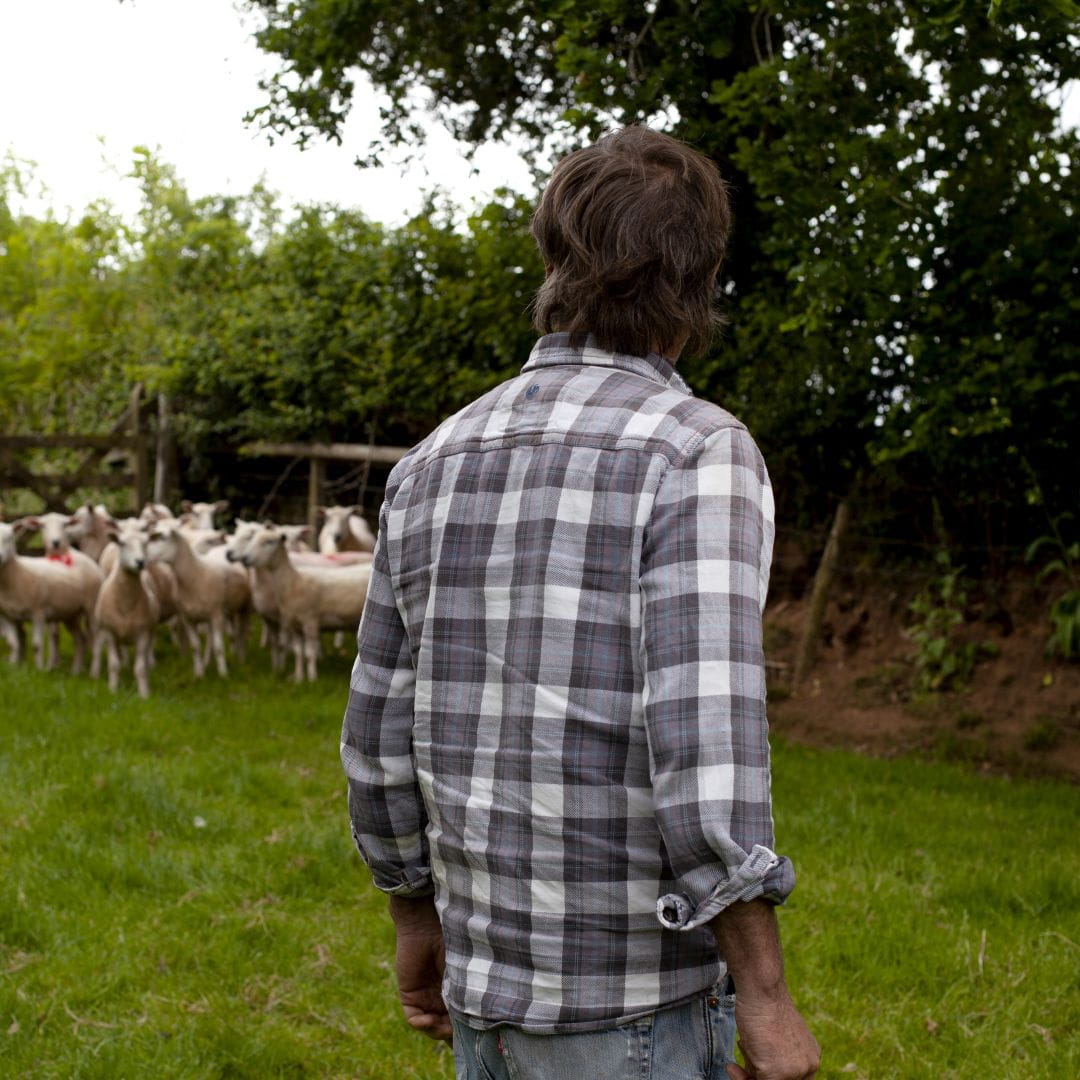 Farmer in a field with sheep