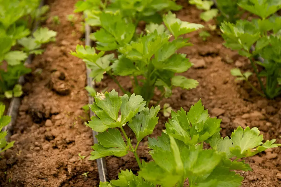 Young celery shoots growing in a row