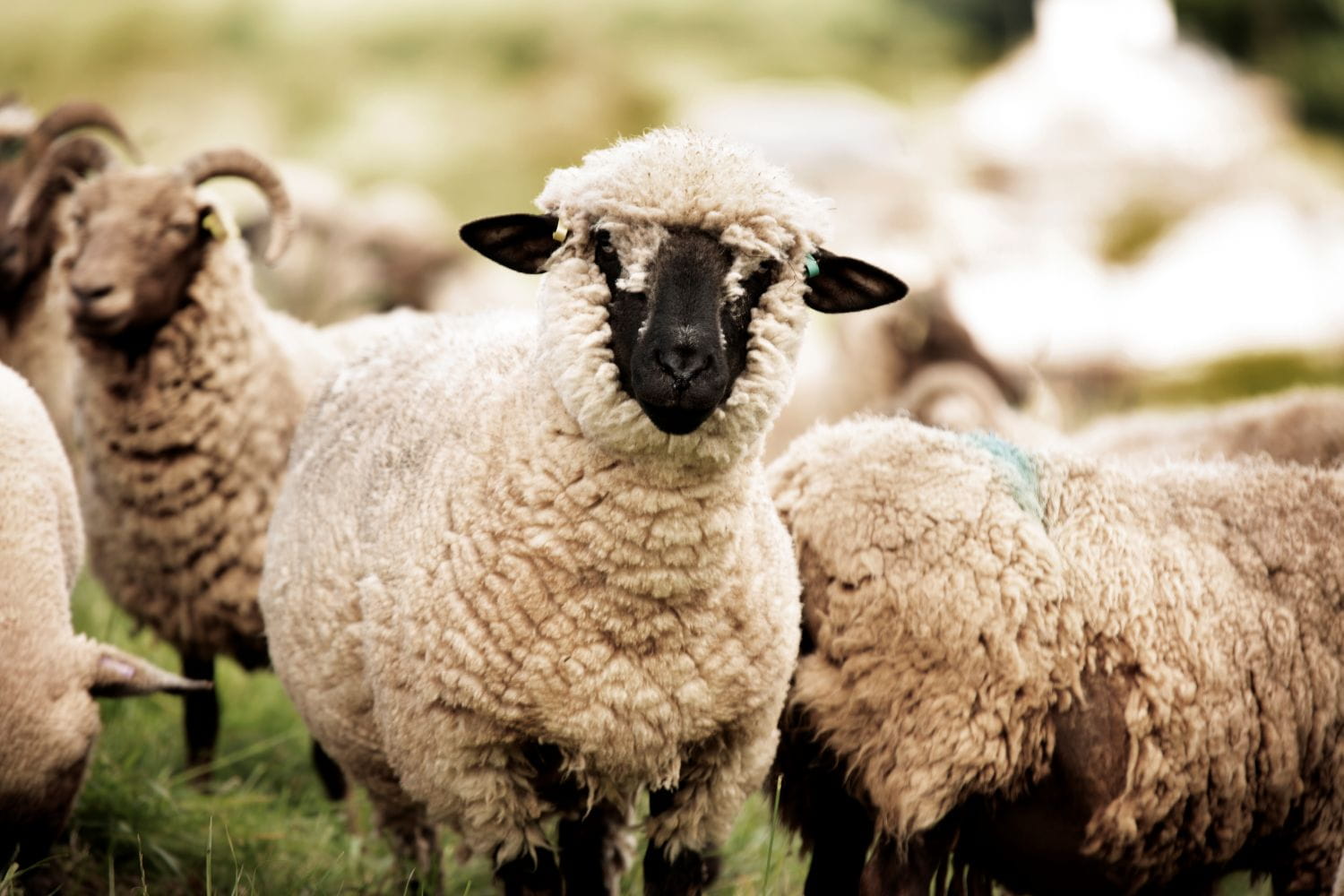 A white sheep with a black face and a sheep with horns
