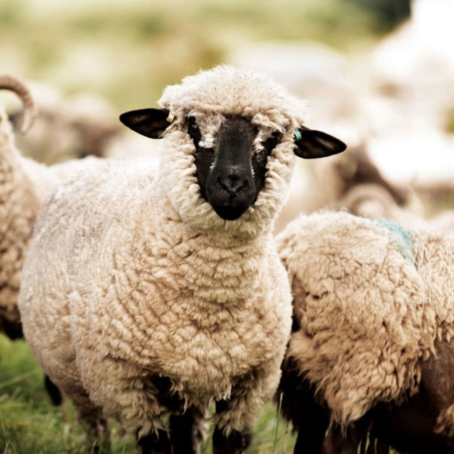A white sheep with a black face and a sheep with horns