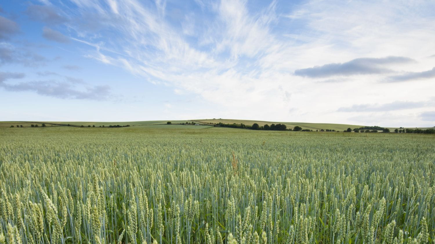 An organic field on a sunny day