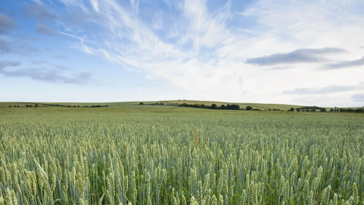 An organic field on a sunny day
