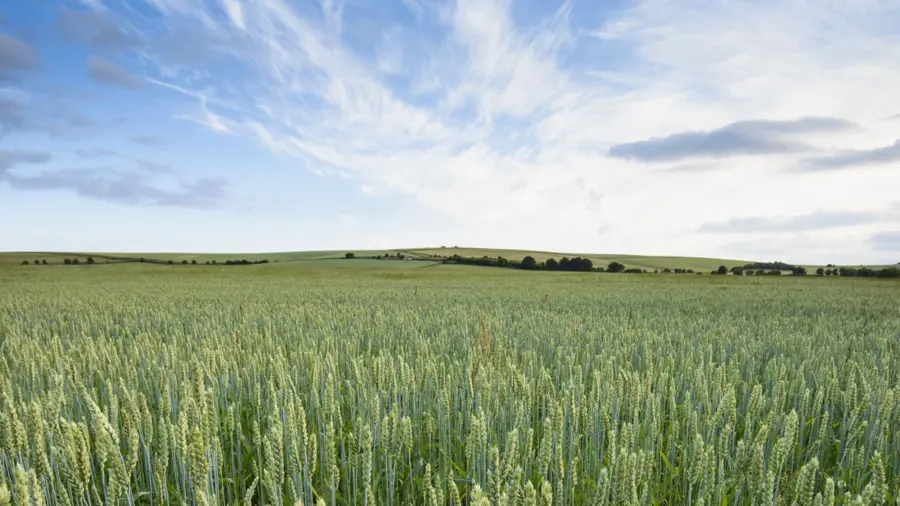 An organic field on a sunny day