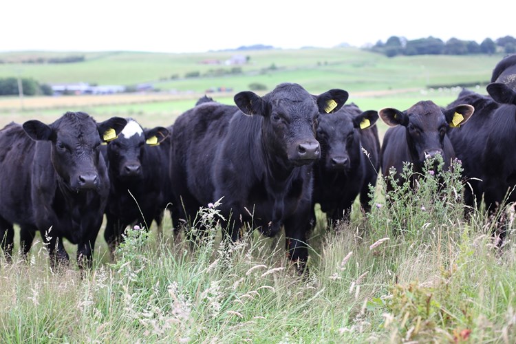 A heard of black cows with yellow ear tags stand facing the camera. 