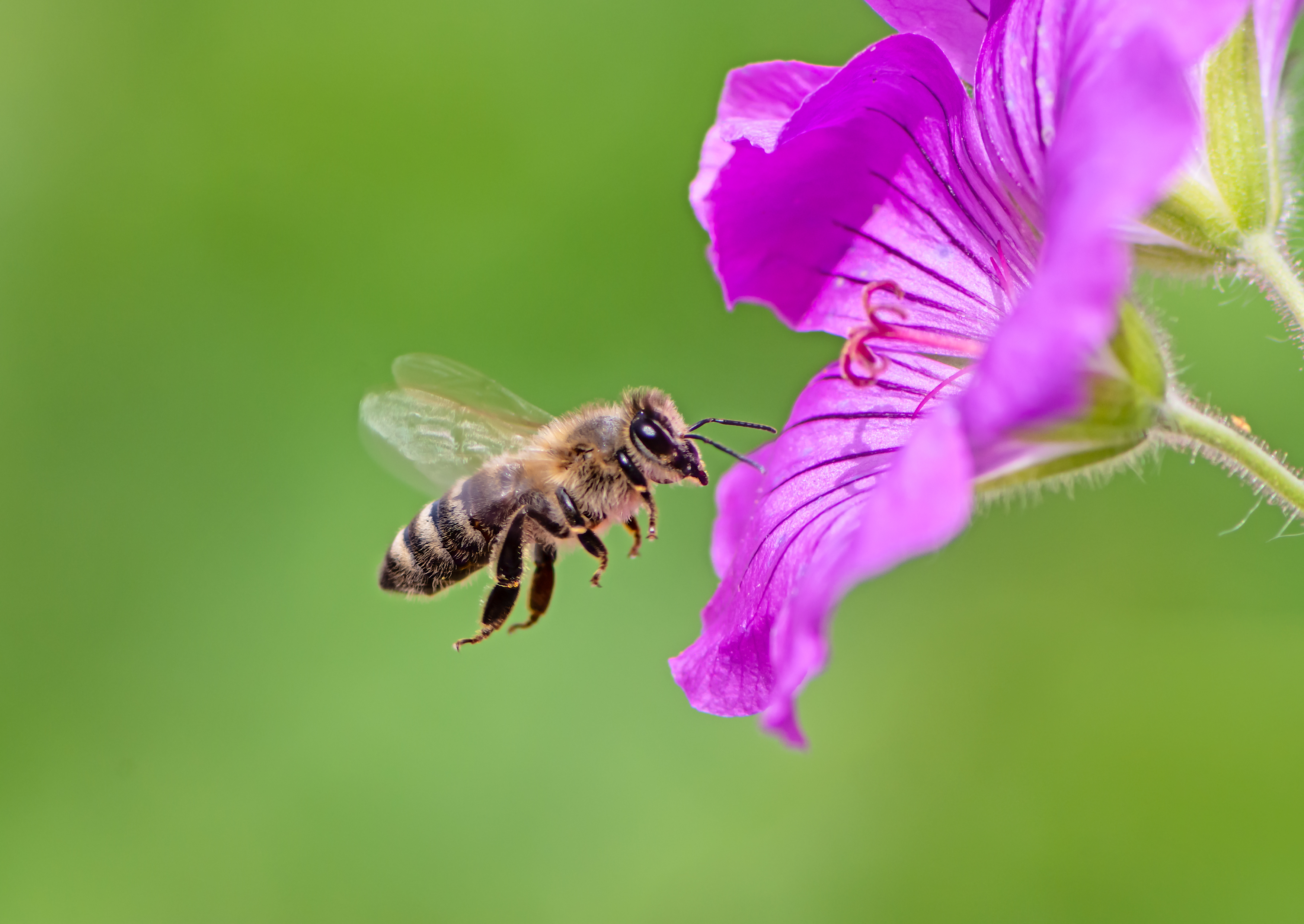 Bee flying toward bright pink flower. 