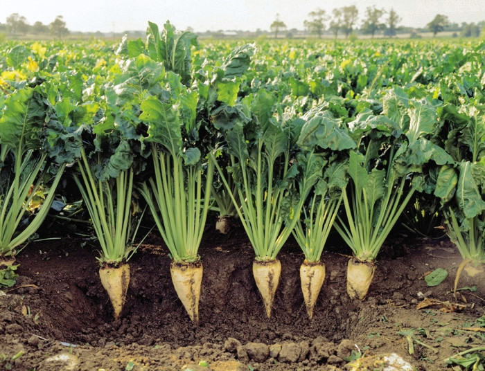 How to eat organic food on a budget 