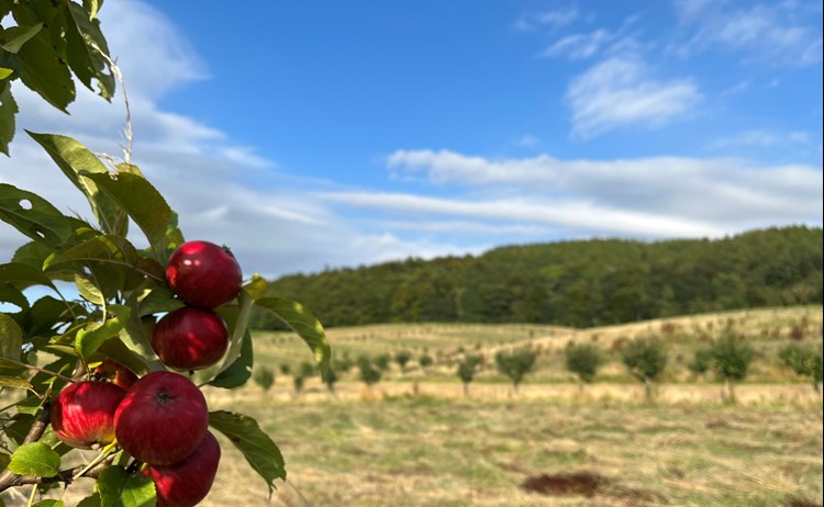 Red apples on a tree