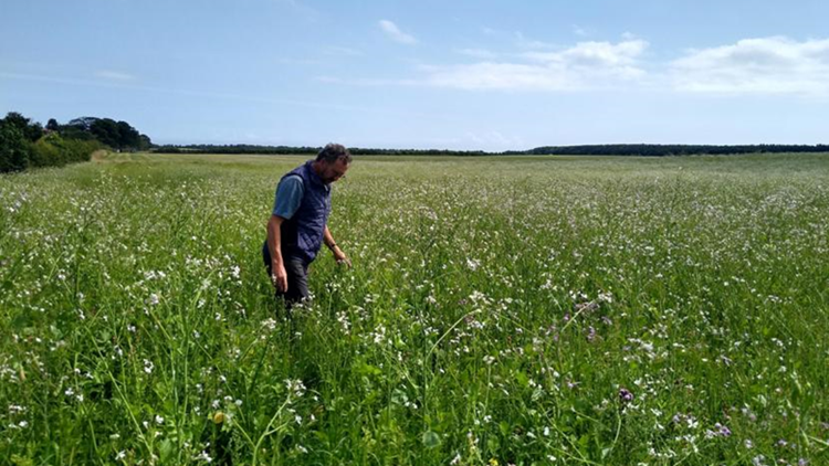 Robert Dale walks through large field covered with small white wildflowers growing up to his knees and waist. 