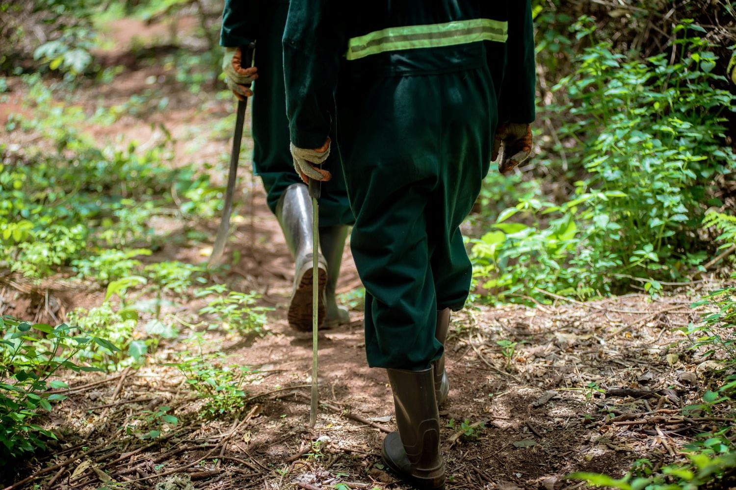 Our forestry profile