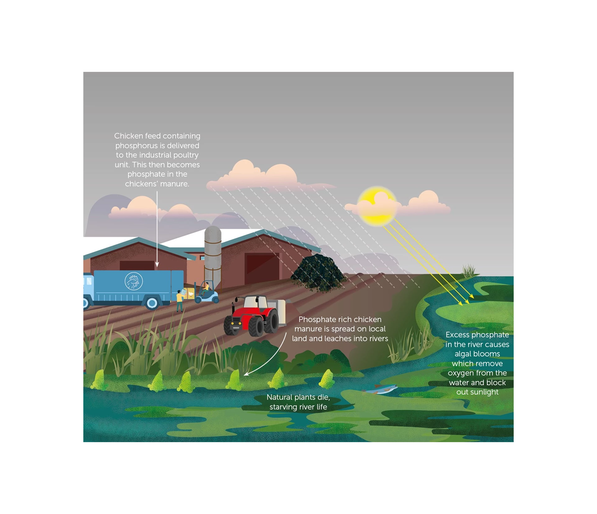 Graphic demonstrating how phosphate used in chicken feed and manure enters surrounding rivers, killing plants and wildlife.