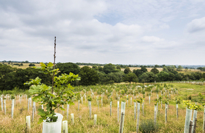 Agroforestry in action