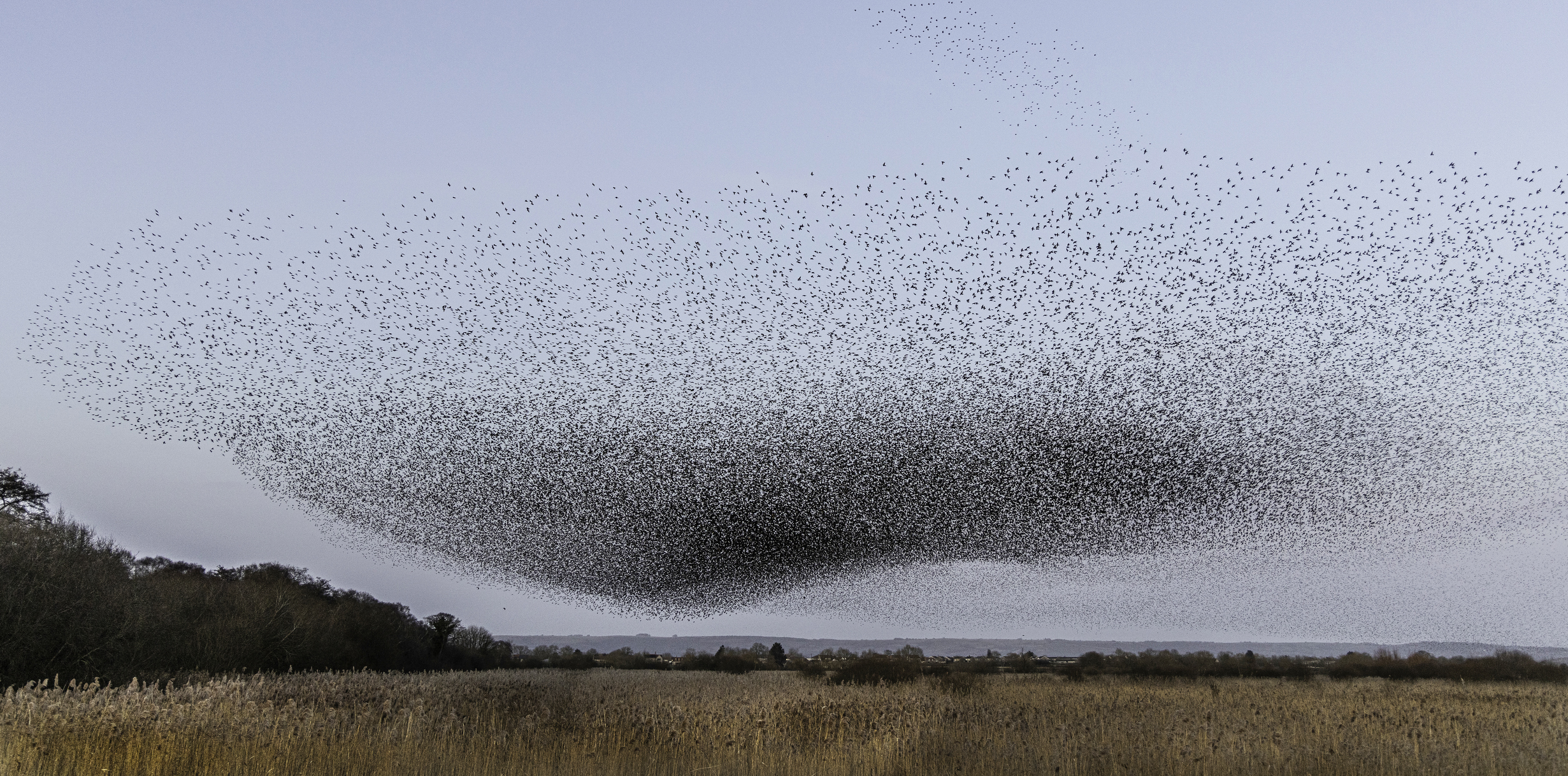starling_murmuration_non_organic.jpg