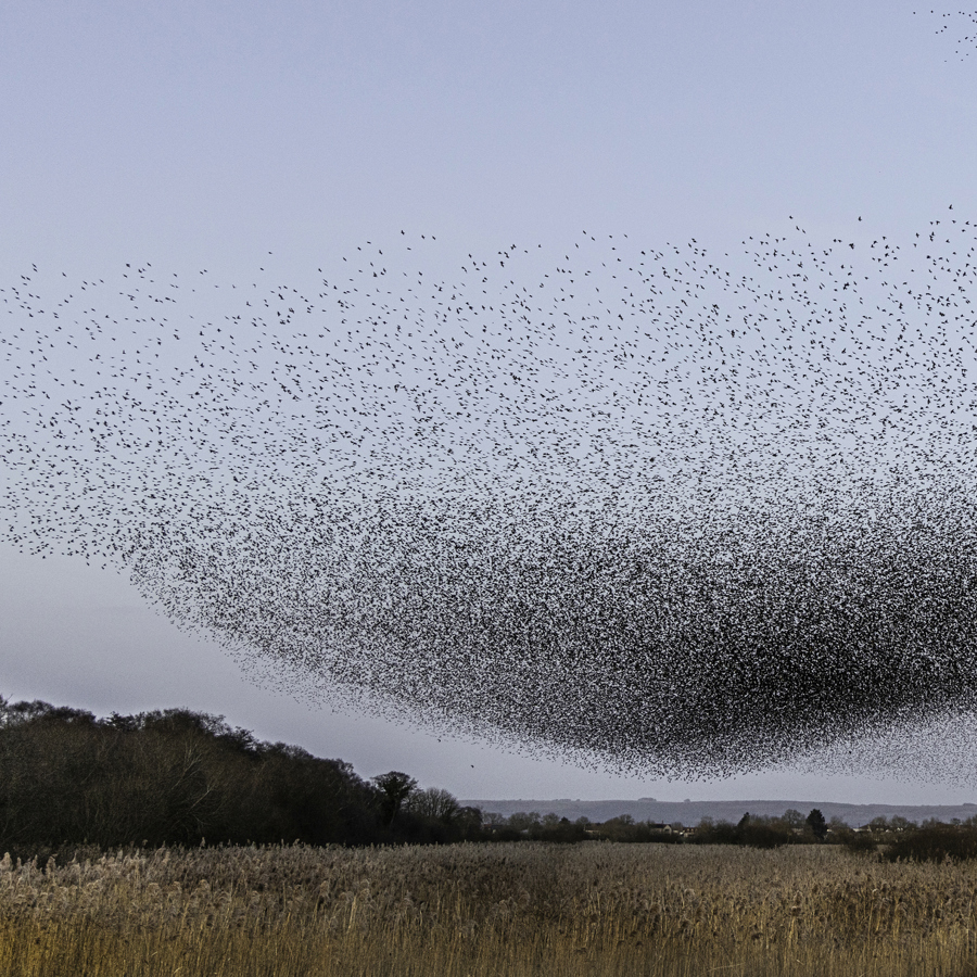 starling_murmuration_non_organic.jpg