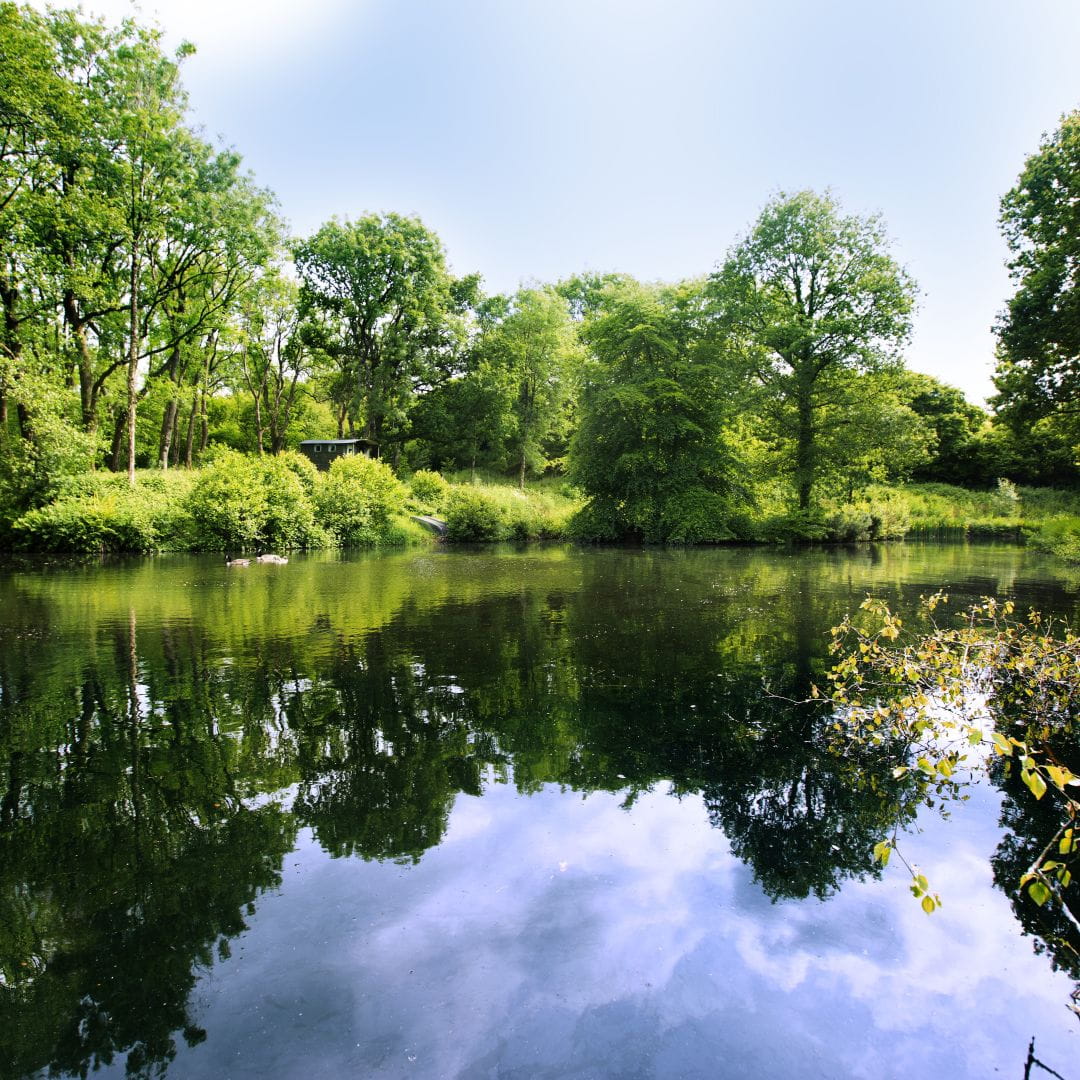 Farm Lake Higher Hacknell Farm Content Organic 20.06.22