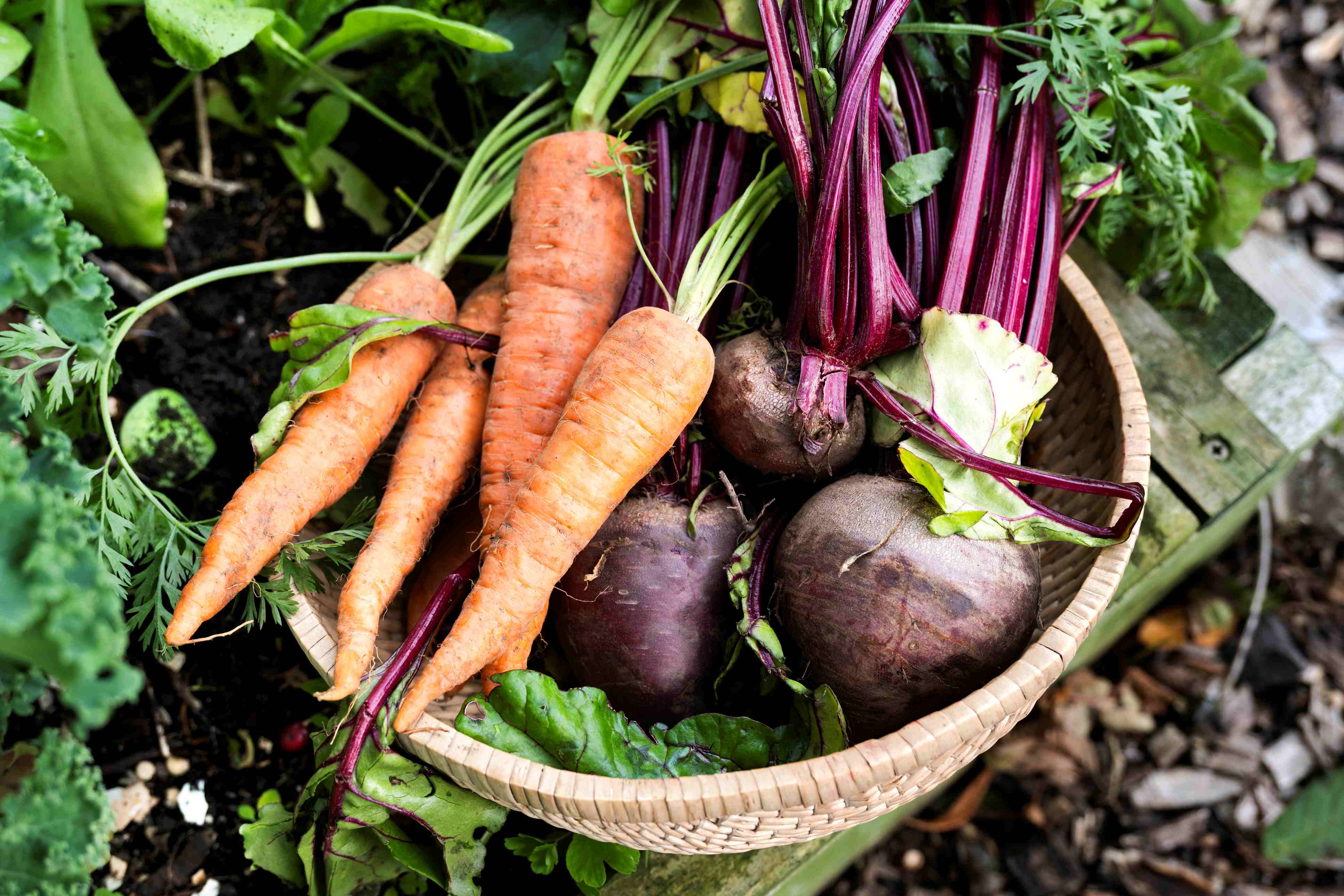 Raw carrots and beetroot in a basket
