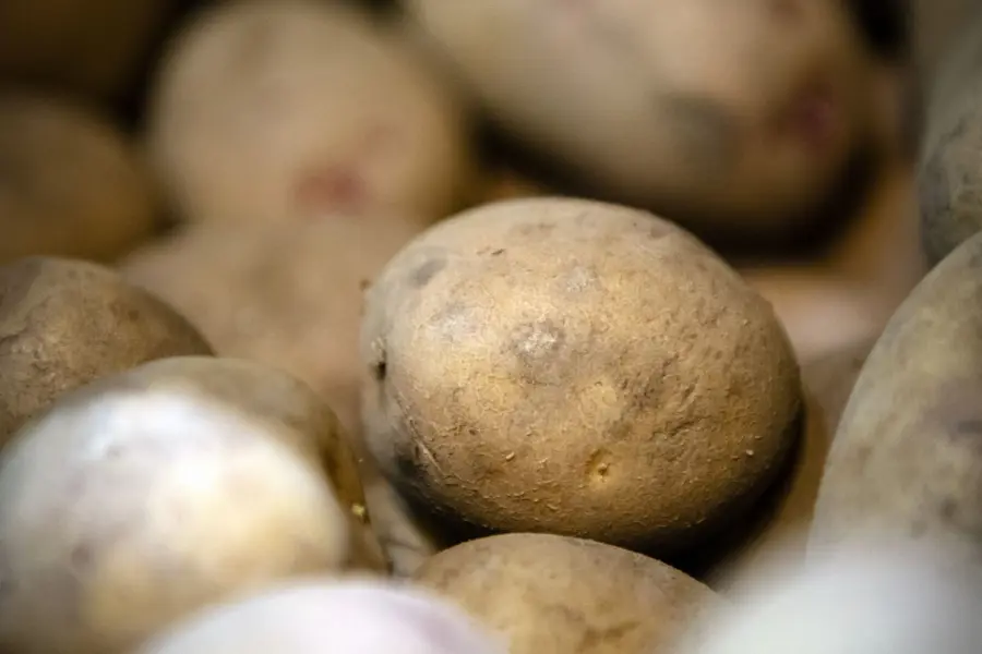 Stored potatoes