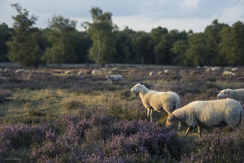 sheep_heather_flickr_rpid